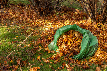 Colorful autumn leaves collected in a garbage bag
