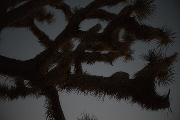 Joshua Tree at Day and Sunset