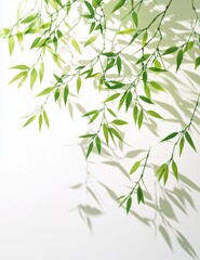 Fototapeta premium 薄い緑の葉が白い壁に影を落とす、穏やかな室内の光景を楽しむ朝のひととき