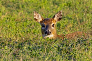 草原の中で静かに休む子鹿の様子、穏やかな午後のひととき