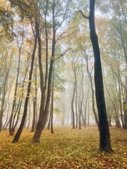 Obraz premium golden fall in the morning foggy park, autumn leaves in the park, fogy and misty weather