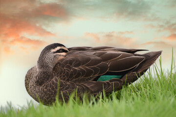 Pacific Black Duck (Anas superciliosa) in the wildlife at Albert Park Lake, Melbourne, Australia