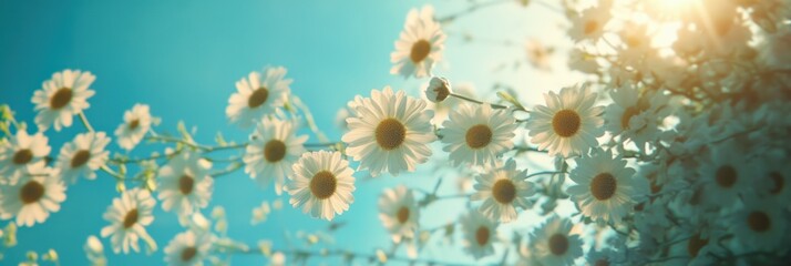 青空の下、ひまわりがやさしい光を浴びて咲き誇る春の日の風景