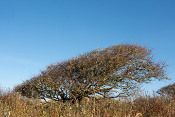 Dense, bare crown of Common Hawthorn, deformed and crooked by the west wind in the dunes