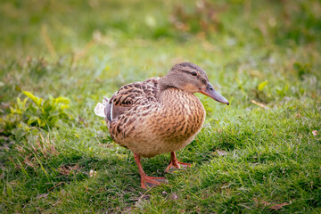 A female mallard stands on the green grass on a summer evening. 