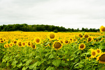 Field of Sunflowers 