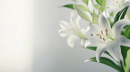 Fototapeta premium Delicate white lilies arranged on a soft background, symbolizing purity and elegance.