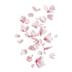Beautiful Purple peach petal isolated on white background
