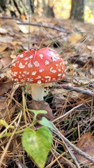 Mushroom Fly Agaric