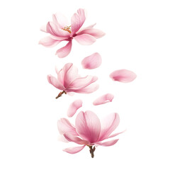 Beautiful Purple peach petal isolated on white background