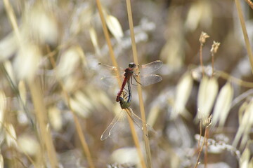 Dragonfly copulates clinging to straw