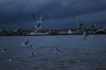 Seagulls