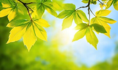 青空の下で輝く緑の葉っぱの詳細、春の暖かな日差しの中での自然の美