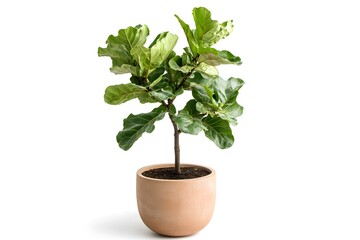 Botanical Elegance: Fiddle Leaf Fig in Modern Clay Pot