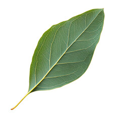 Obraz premium Green leaf with visible veins on black background.