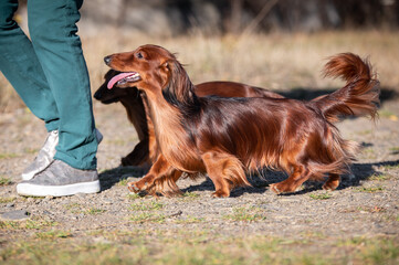 two dachshund dog running in the park