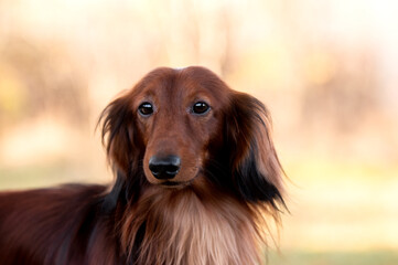 close-up portrait of a dachshund on a walk in an autumn park among yellow-red leaves
