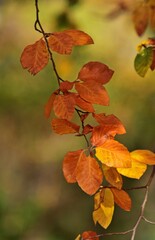 Hintergrund mit Blätter in Herbstfarben, vertikal