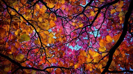  Tree with colorful leaves on one side, red and yellow leaves on another, under a blue sky