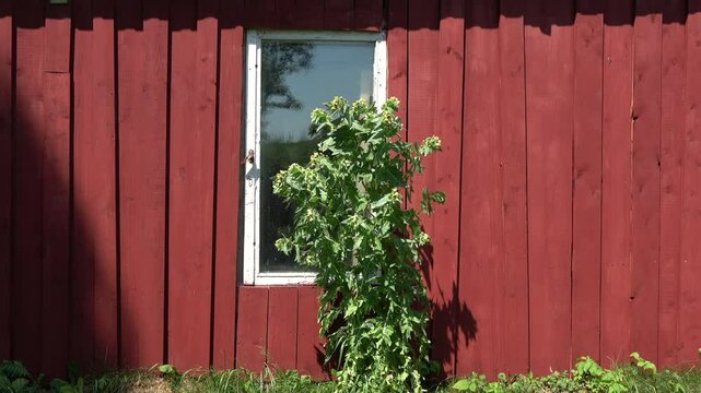 Black henbane  Hyoscyamus niger near barn in wind


