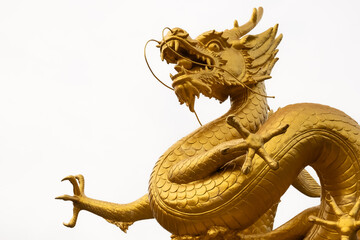 Gold dragon on white background. Golden traditional chinese dragon