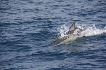 Naklejka premium Delfines nadando en el océano atlántico