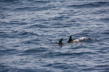 Delfines nadando en el océano atlántico