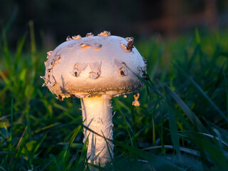 Warted amanita in the field in autumn