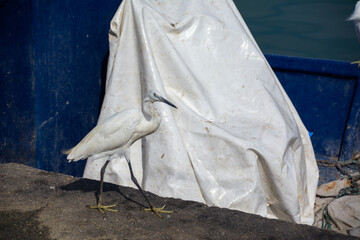 white heron walks in the port on the pier