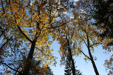 Fototapeta premium Autumn painting
