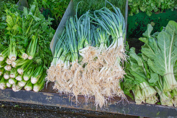 fresh green grocary plant vegitabels on market