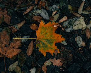 autumn leaves background