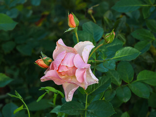 Irish pink rose with buds.