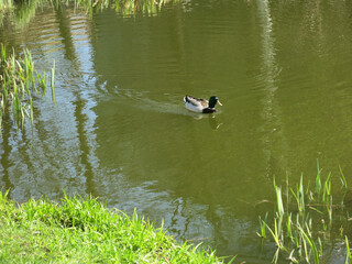 picturesque summer pond on the territory of the Kremlin in Rostov the Great