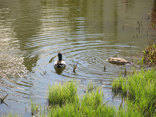 picturesque summer pond on the territory of the Kremlin in Rostov the Great
