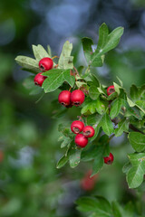 Crataegus monogyna common one-seed hawthorn hawberry with red ripened fruits on tree branches
