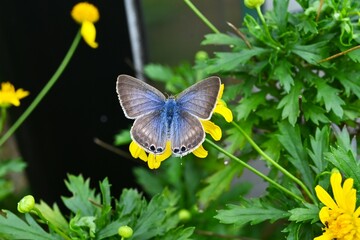 African bush daisy flowers and butterflies. Flowers and insects background material.
