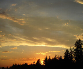 Fototapeta premium golden sunset in the forest