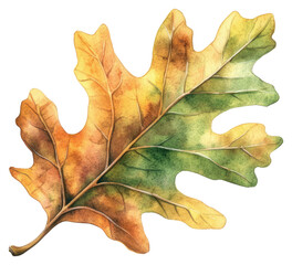 Fototapeta premium PNG oak autumn leaf watercolor illustration.
