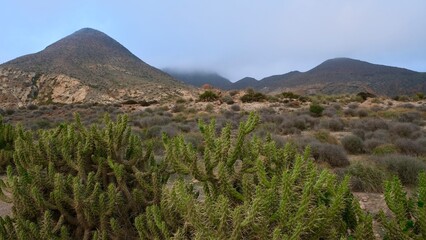 prairies and cacti, nature of San Jose in Spain