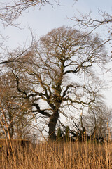 Fototapeta premium Trees, nature and grass with field outdoor for green lands, sustainable environment and Autumn wildlife. Plants, blue sky and land over growth with landscape view, calm morning and countryside travel