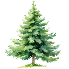 Fototapeta premium PNG green spruce tree watercolor illustration.