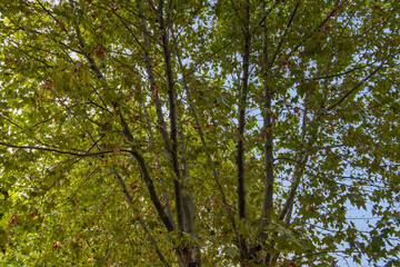 Obraz premium background with green branches and leaves through which the blue sky can be seen