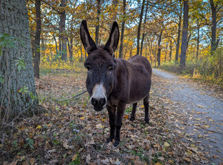close-up portrait of a lone small brown donkey peacefully grazing on the grass