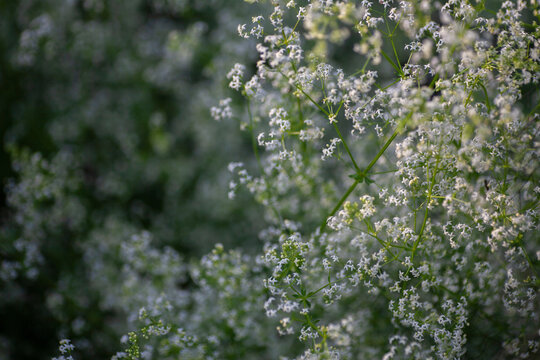 Wei&szlig;es Labkraut (Galium album) 