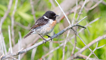Obraz premium black backed shrike