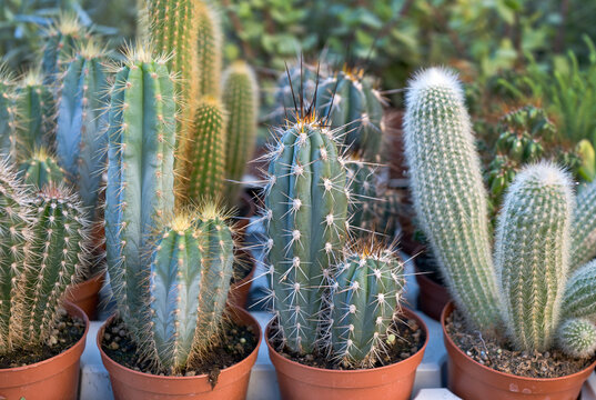 Piante grasse - Cactus