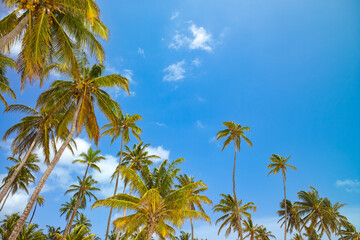 Obraz premium View from below of tropical palm trees in San Andres Island, Colombia