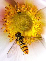 A black and yellow striped hoverfly in its natural environment collects nectar from the flower