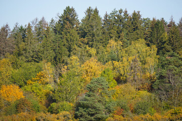 Fototapeta premium Scenic view of a forest during autumn